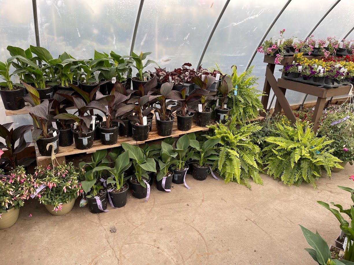 A greenhouse filled with lots of potted plants and flowers.