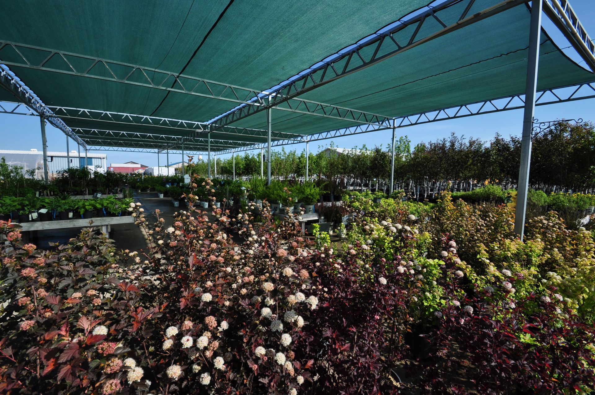 A garden with lots of plants under a green shade