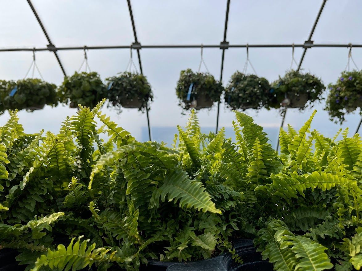 Ferns are growing in hanging baskets in a greenhouse.