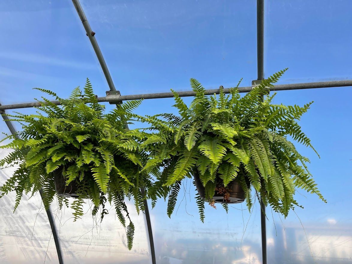 Two potted ferns are hanging from the ceiling of a greenhouse.