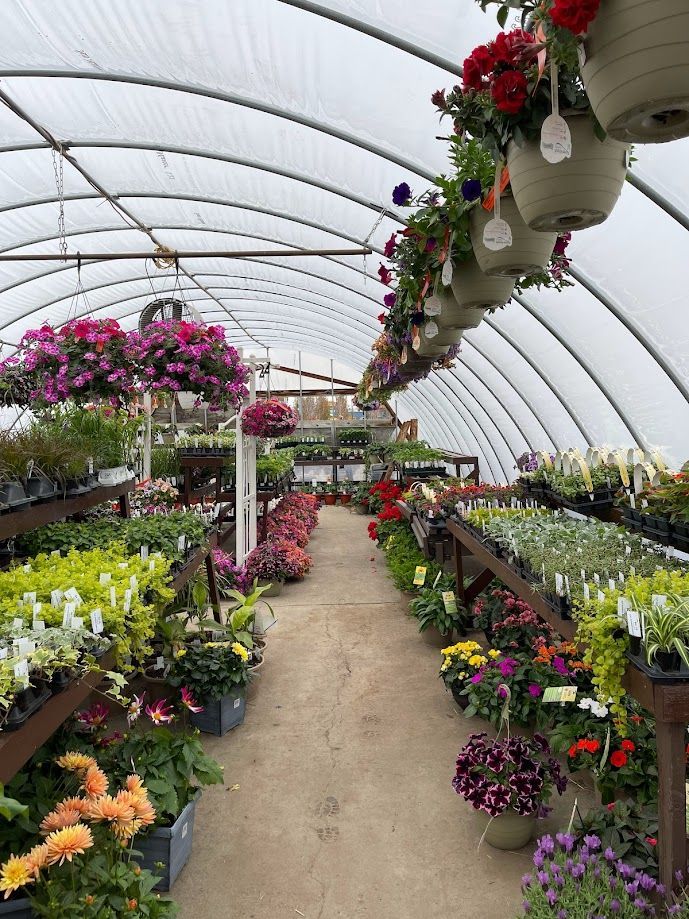A greenhouse filled with lots of potted plants and hanging baskets of flowers.