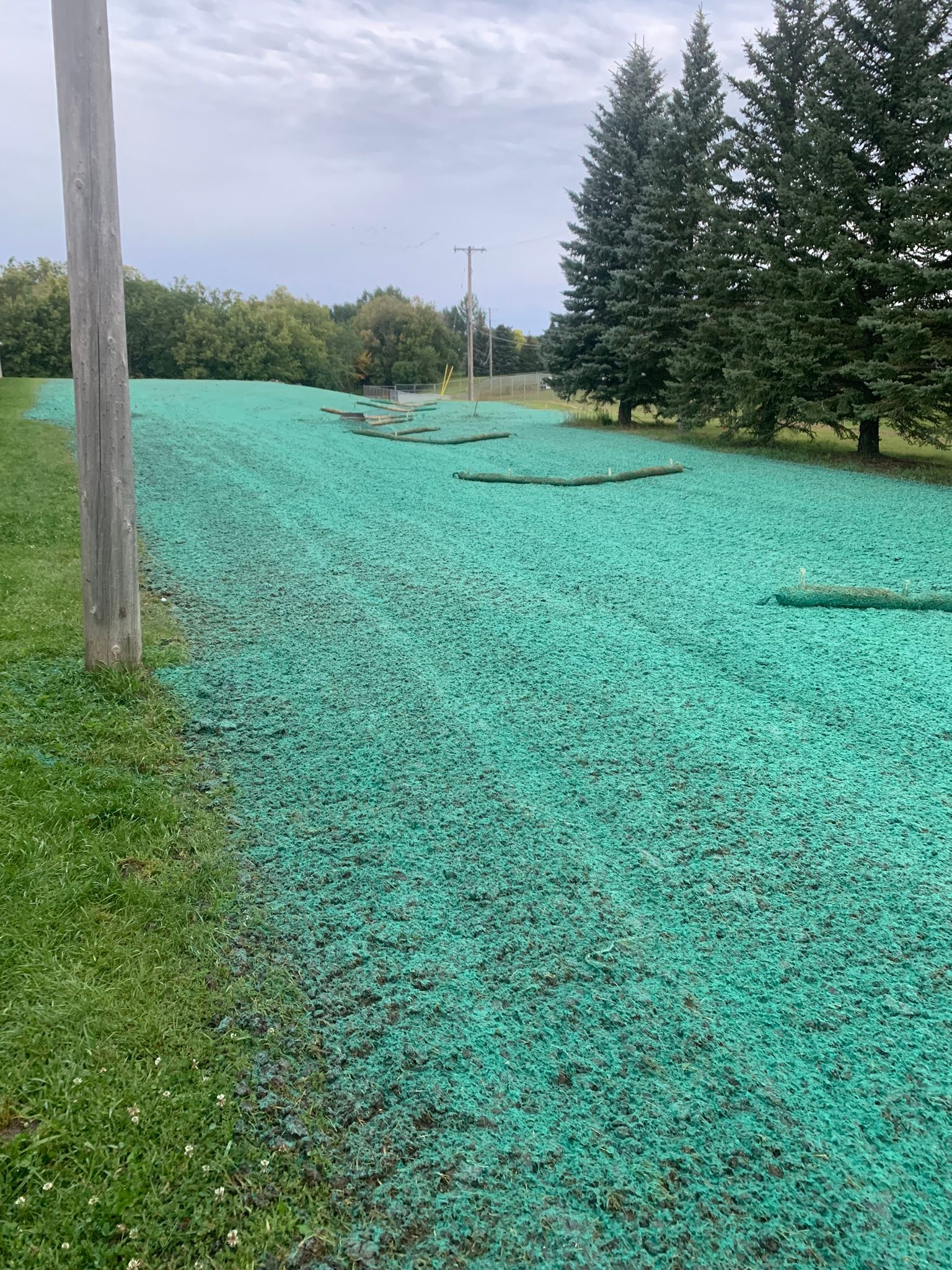 A field covered in green grass with trees in the background.