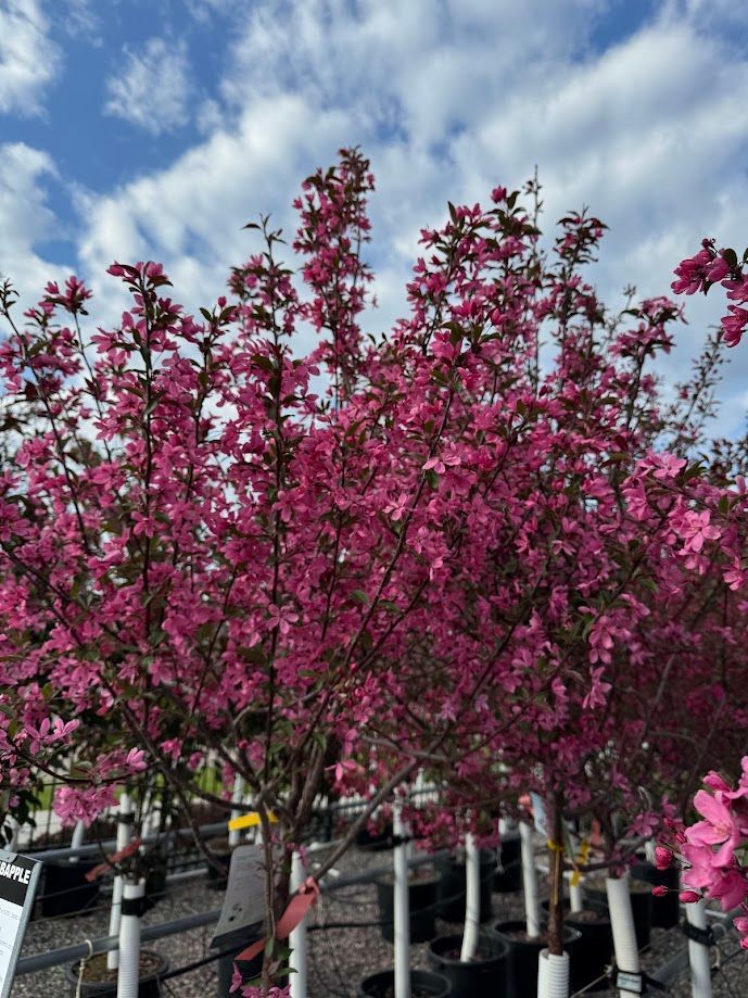 A bunch of trees with pink flowers on them