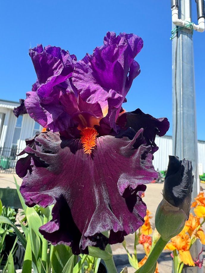 A close up of a purple flower with a yellow center