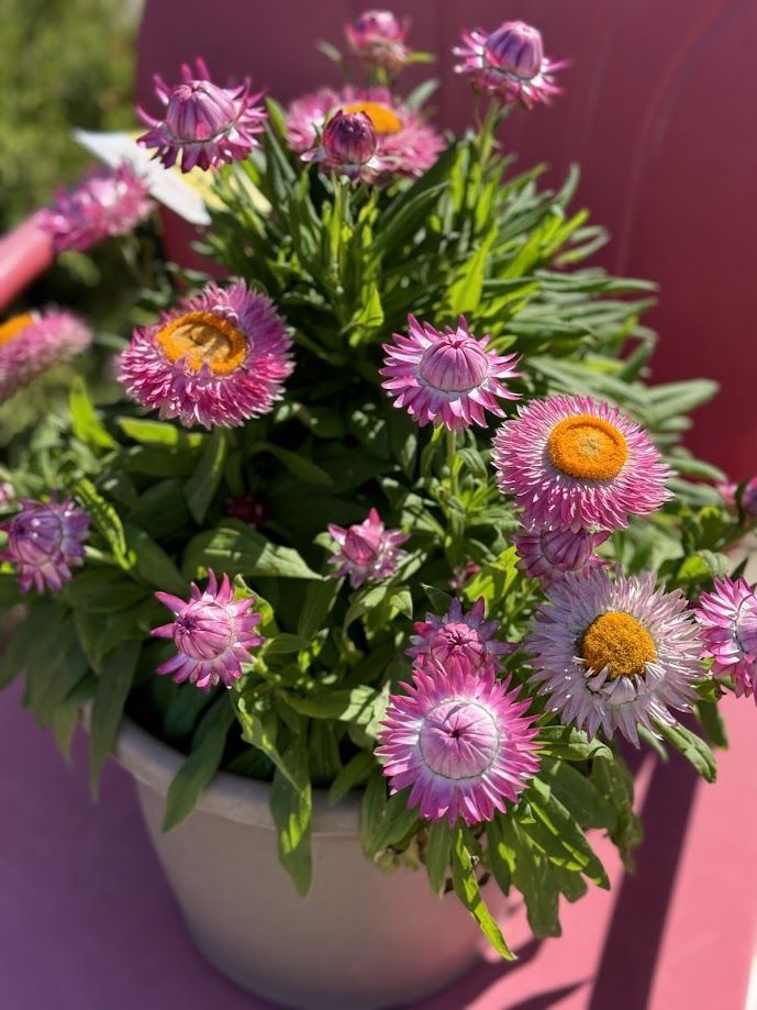 A potted plant with pink flowers and green leaves