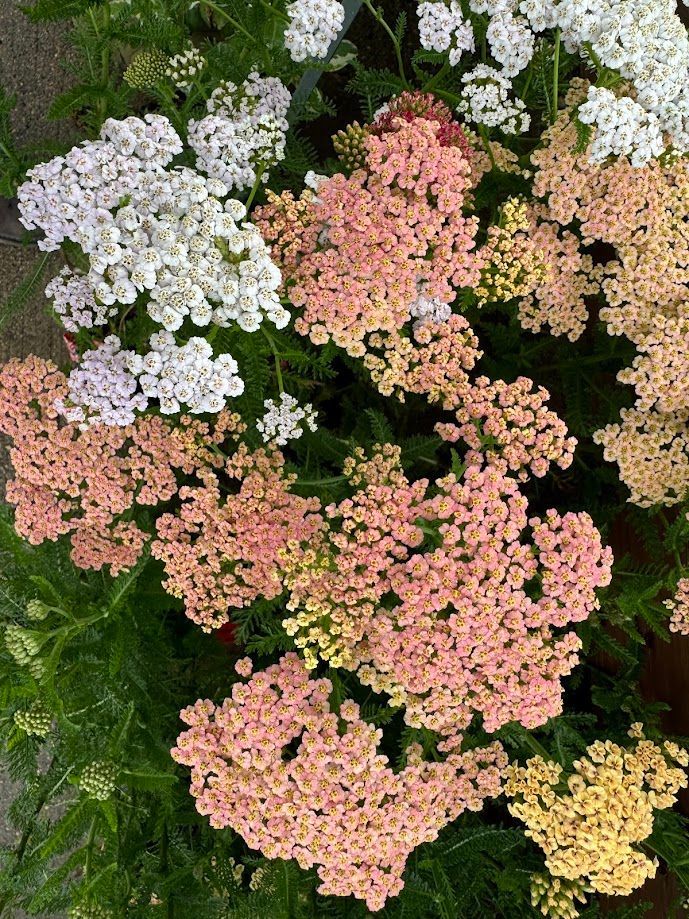 A bunch of different colored flowers are growing on a plant.