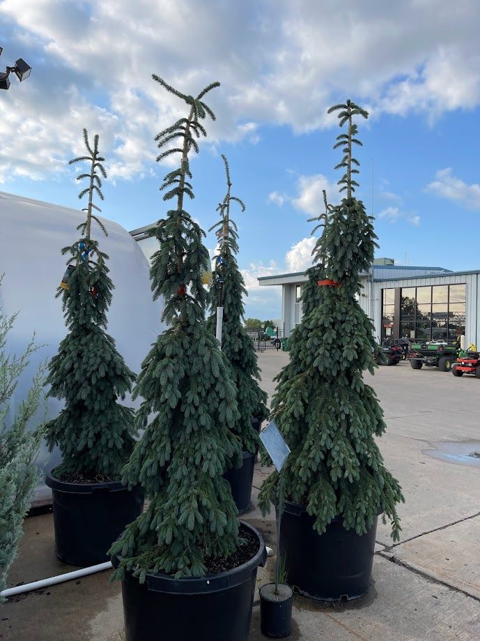 A group of trees in pots are sitting on the sidewalk in front of a building.