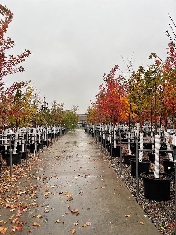 A row of trees in pots on a rainy day