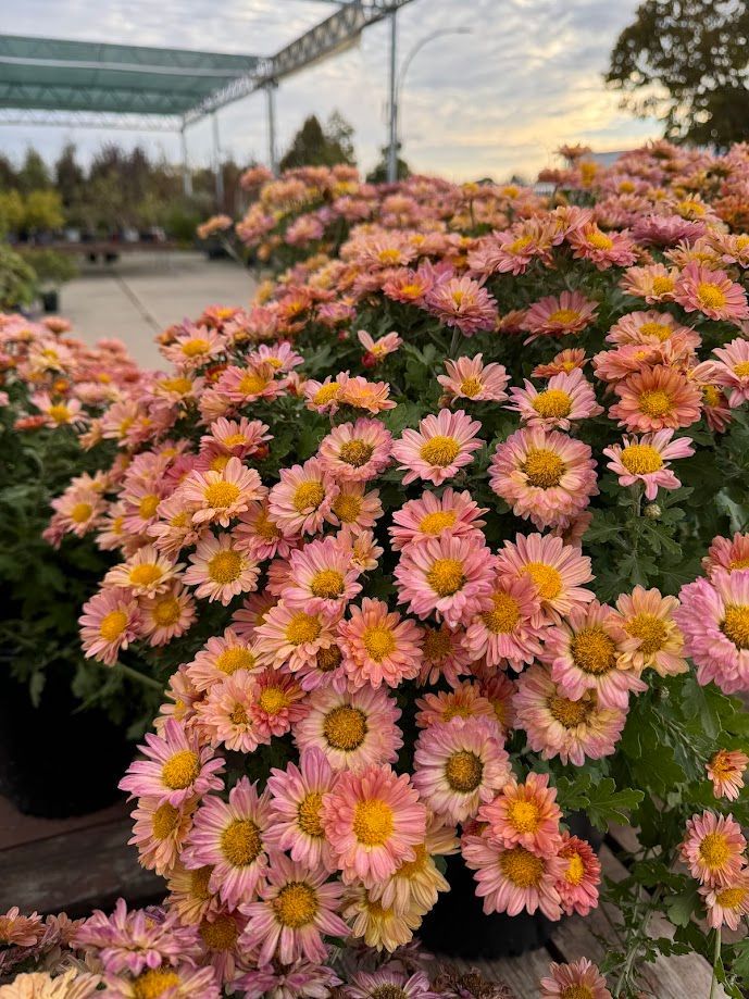 A bunch of pink flowers with yellow centers are growing in a garden.
