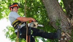 Learn more about our tree services Tree Services