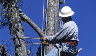 Learn more about our tree topping services Tree Topping Services