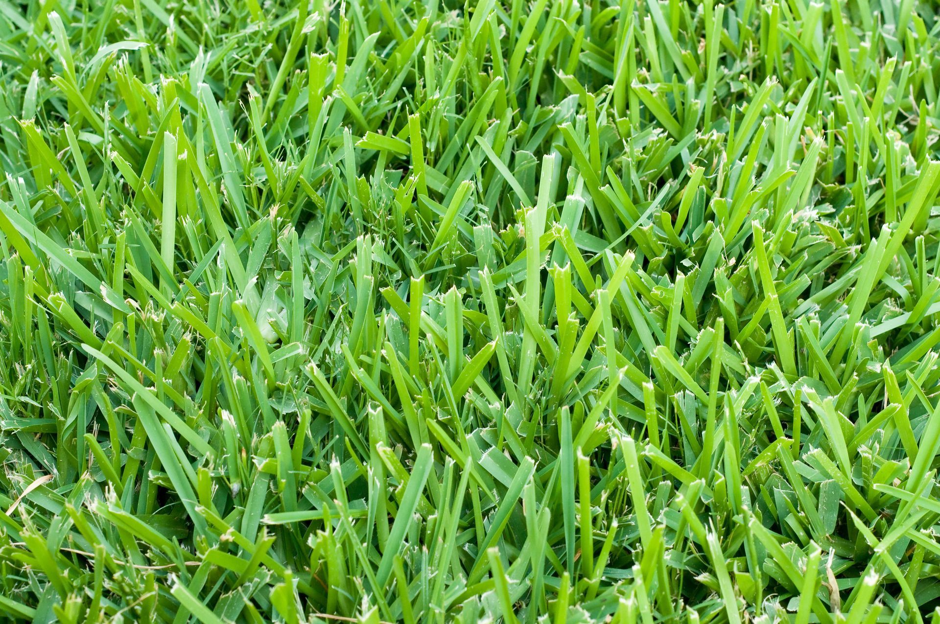 zoysia grass