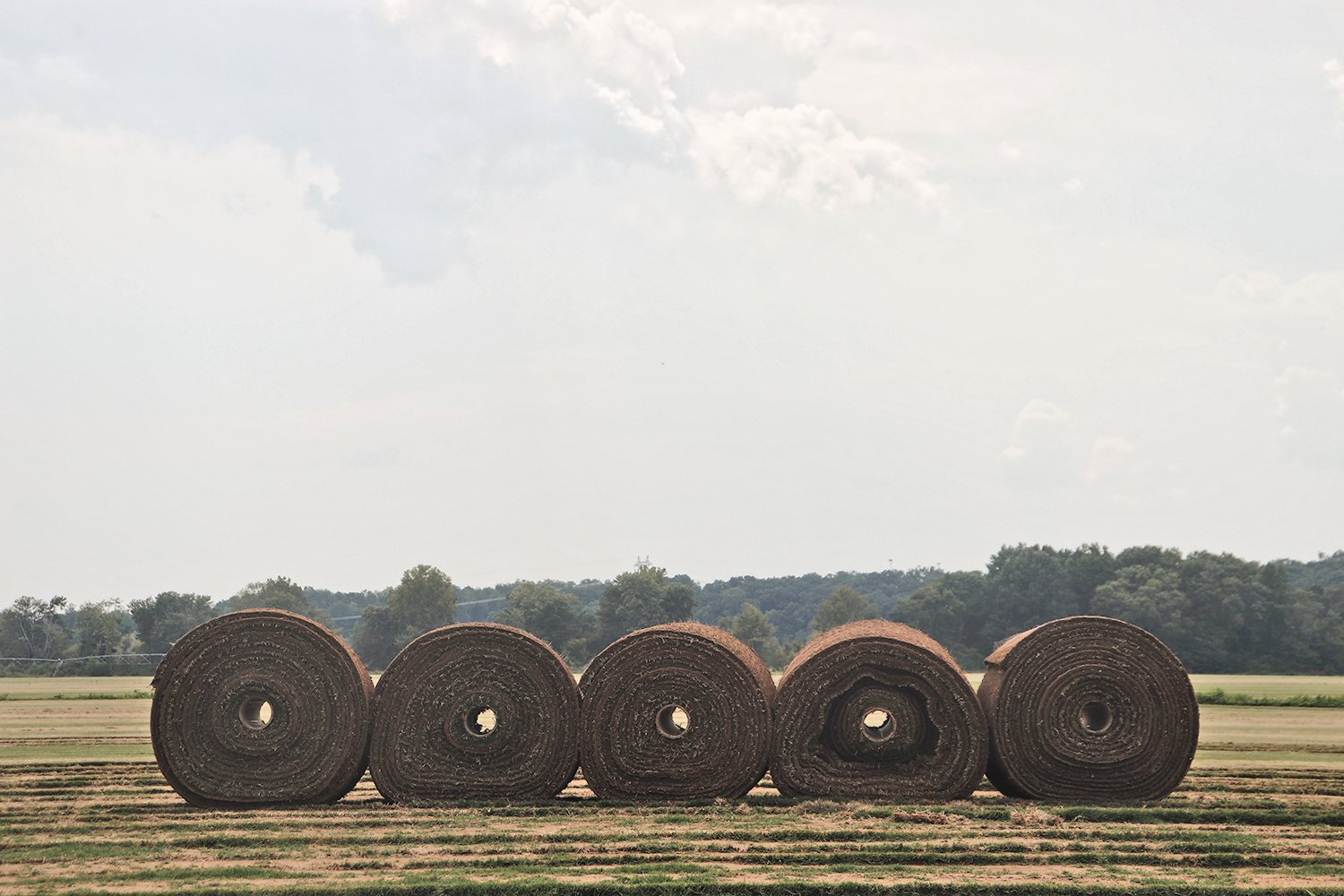 Five large hay bales in a field, trees in background, under a cloudy sky.