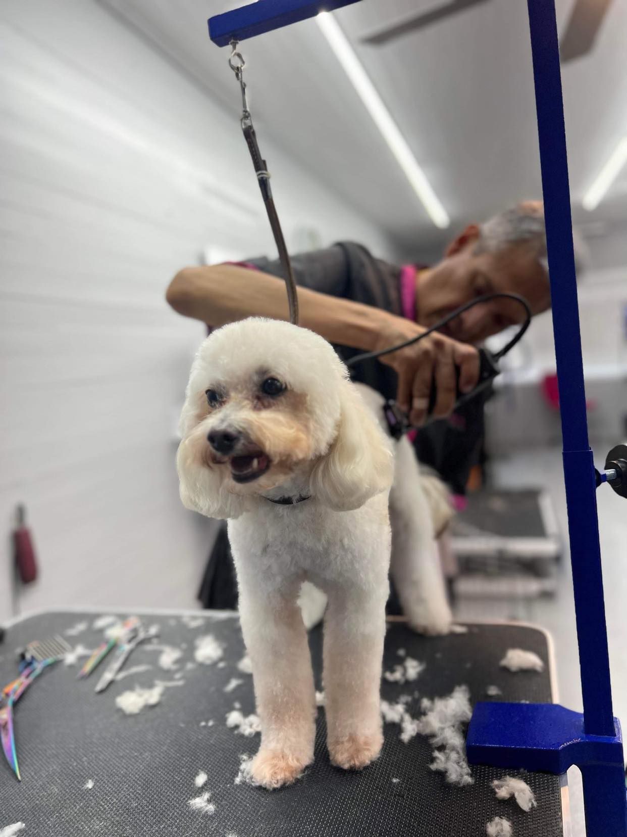Dog being groomed by a groomer. The dog is white, and standing on a grooming table.