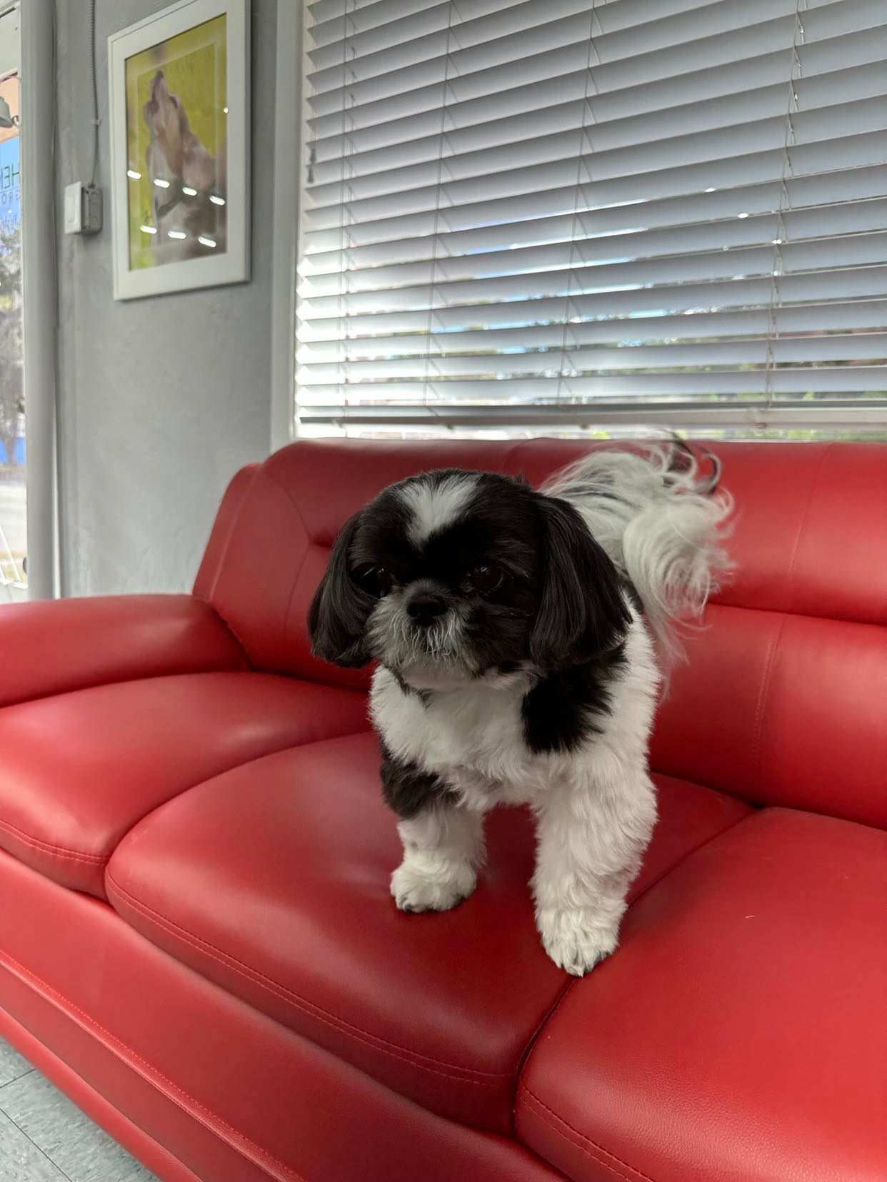 Black and white Shih Tzu dog standing on a red leather couch.