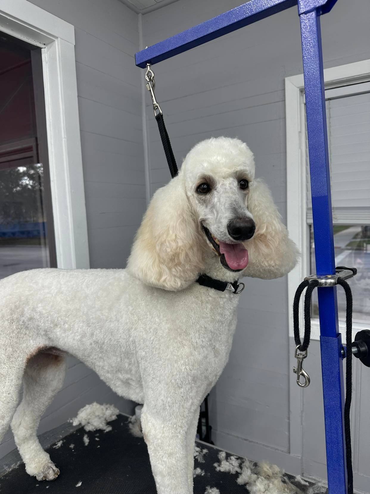 White poodle on grooming table; trimmed fur on floor. Dog is smiling, wearing a black collar, and attached to a blue arm.