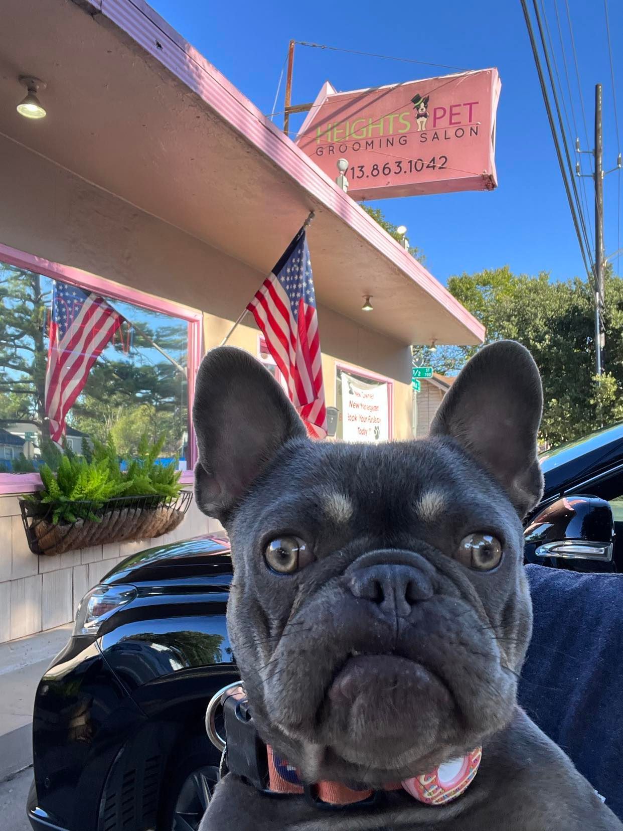 French bulldog with concerned expression outside a pink pet grooming salon with US flags.