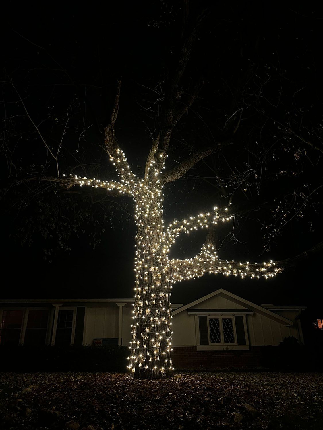 A tree is decorated with Christmas lights in front of a house.
