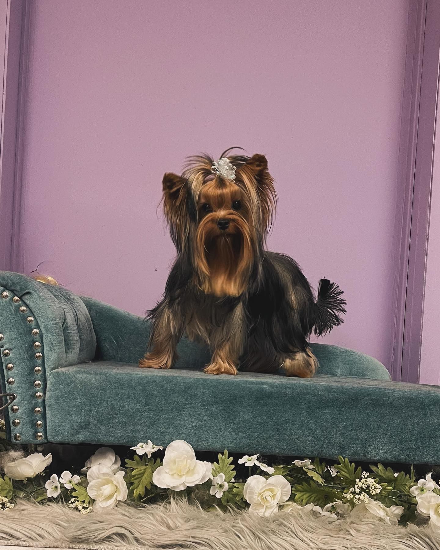 a small dog is sitting on a blue couch surrounded by flowers .
