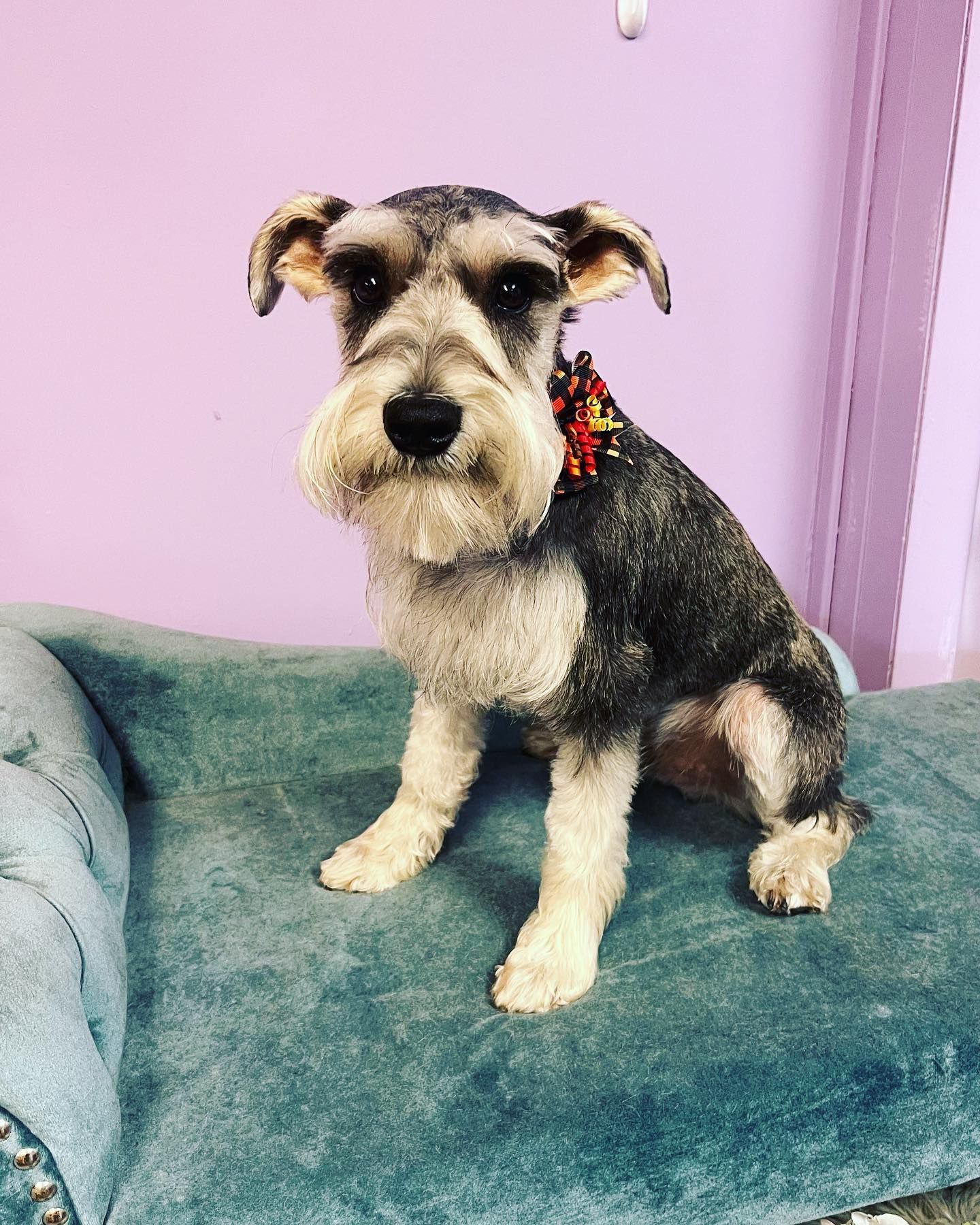 a small schnauzer dog is sitting on a blue couch .