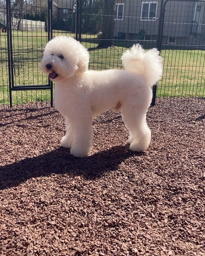 a small white dog standing on a pile of brown mulch