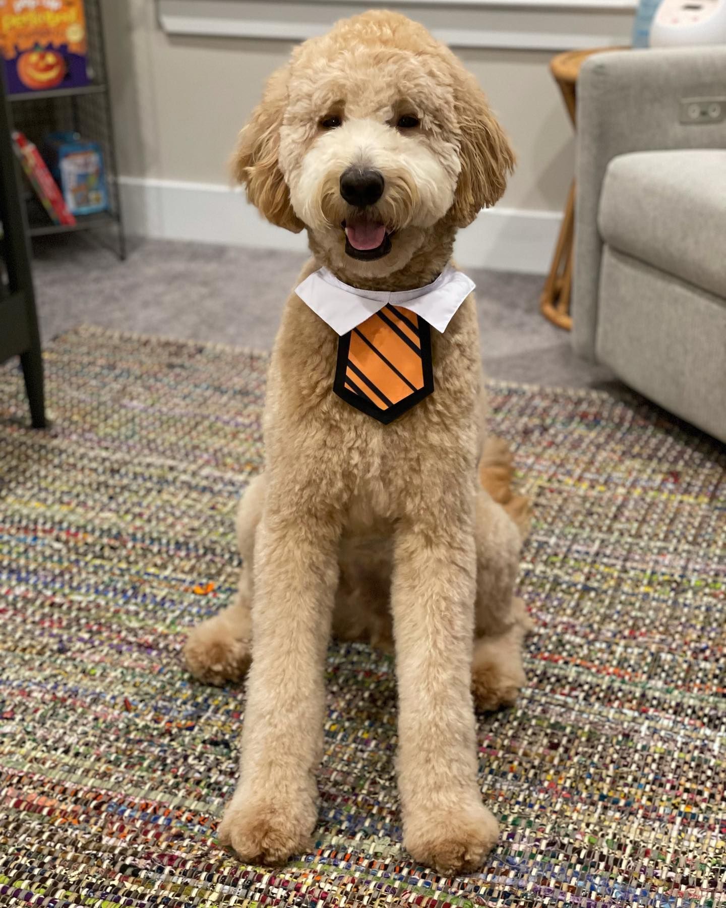 a dog wearing a tie and collar is sitting on a rug .
