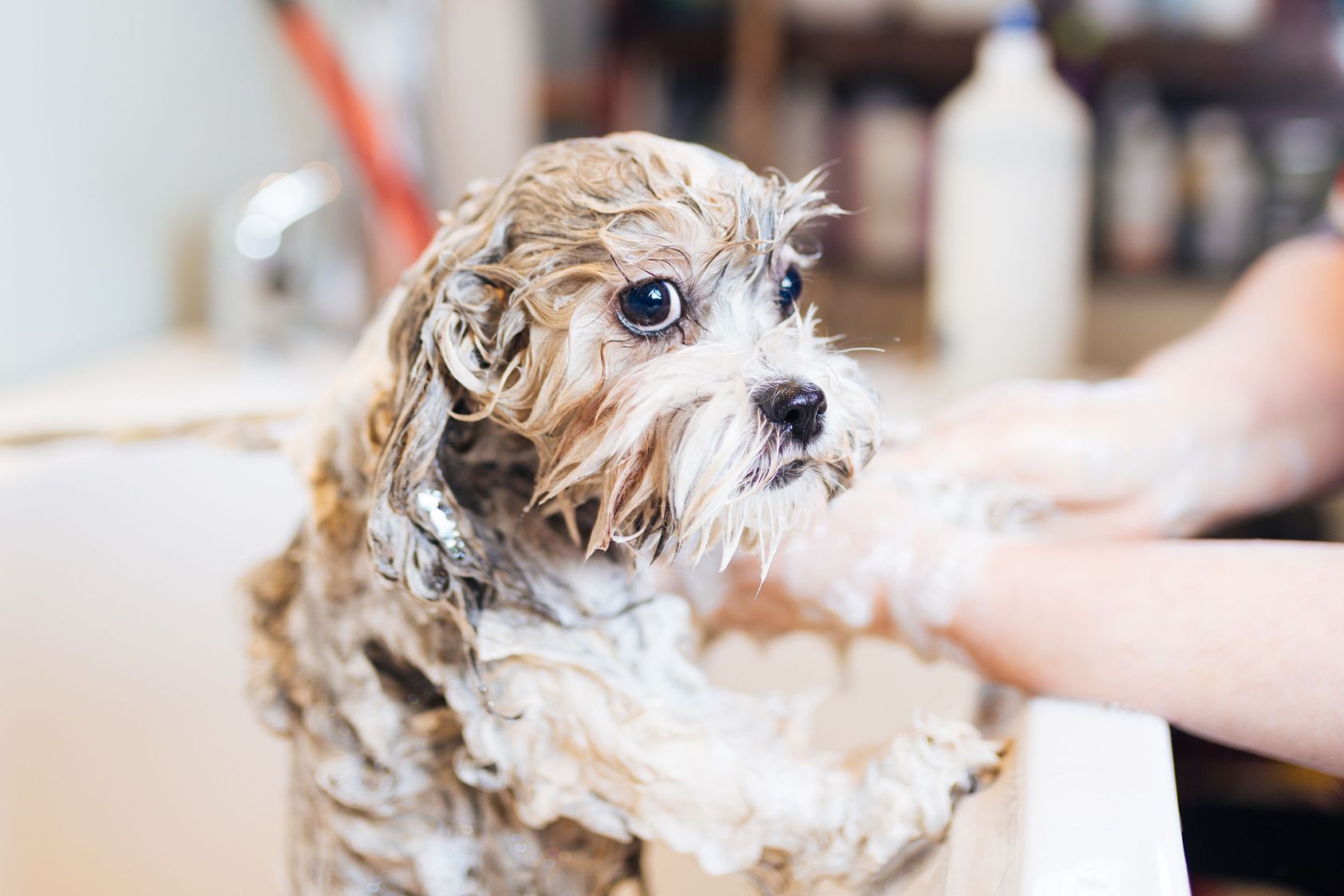 Baths | Pets And Things Professional Grooming | Wauconda, IL