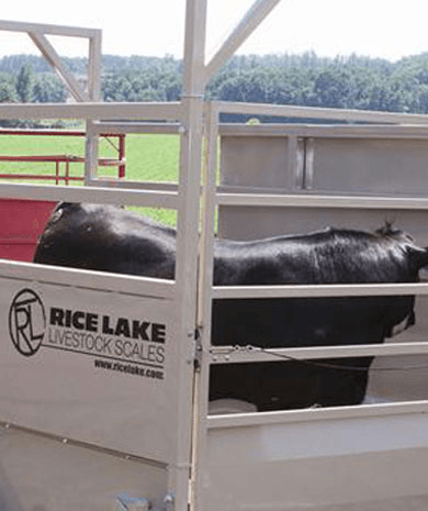 Livestock Scales  Rice Lake Weighing Systems