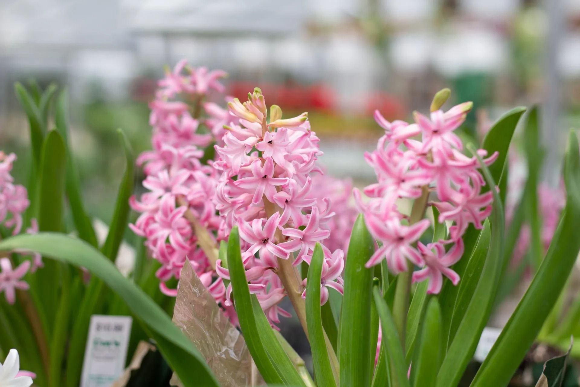 Pink hyacinth flowers in a greenhouse, surrounded by green leaves.
