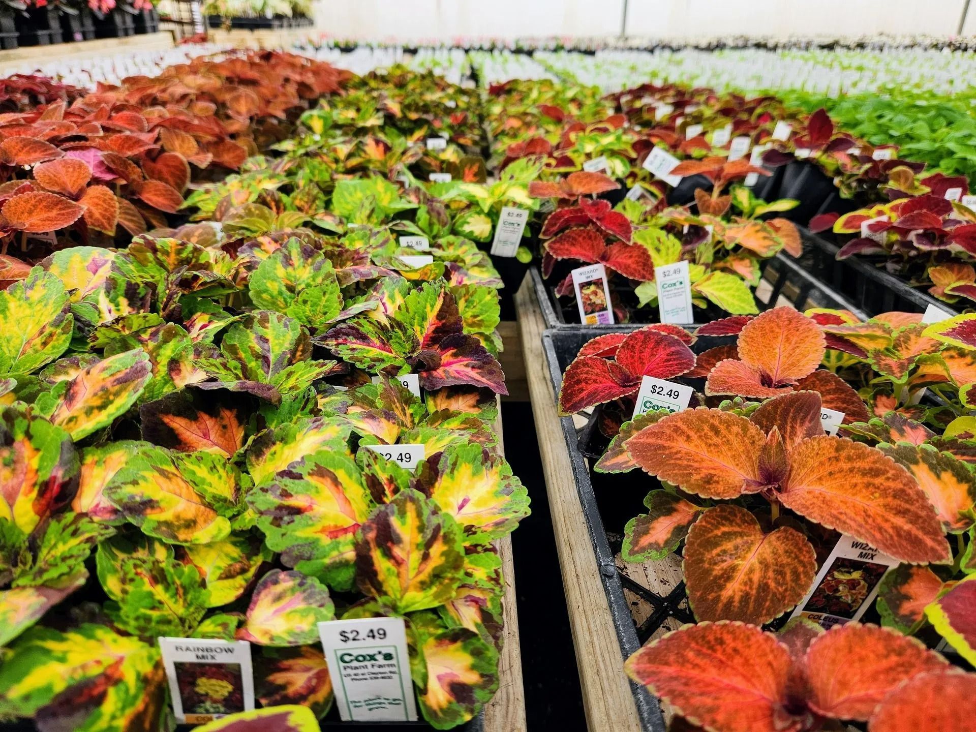 Rows of colorful coleus plants for sale in a greenhouse.