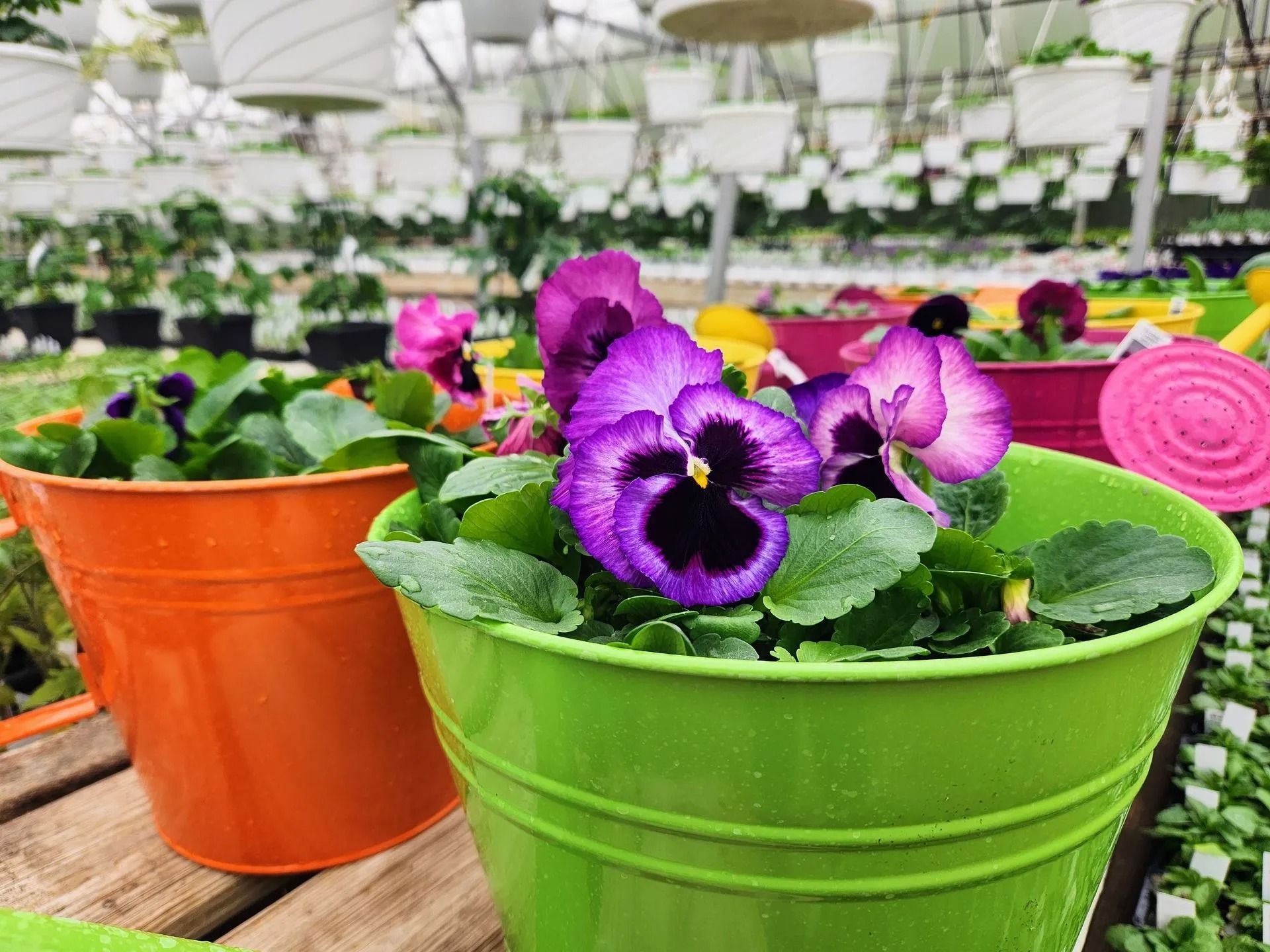 Colorful pansies in green and orange pots at a greenhouse.