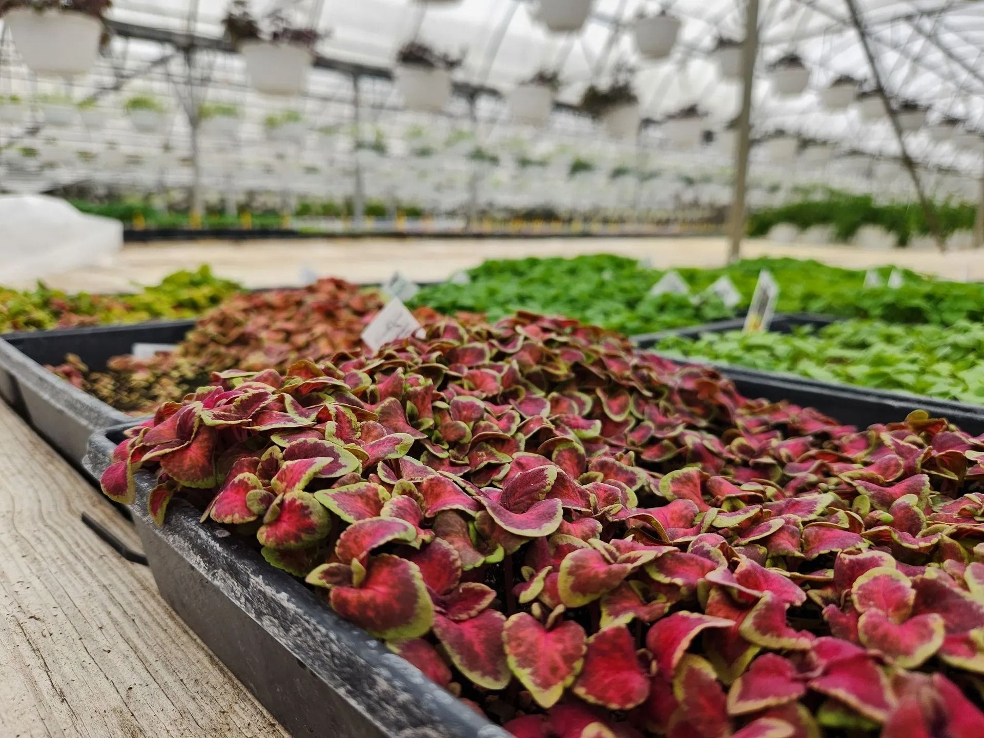 Close-up of red and green coleus plants in a tray at a greenhouse, other plants in the background.