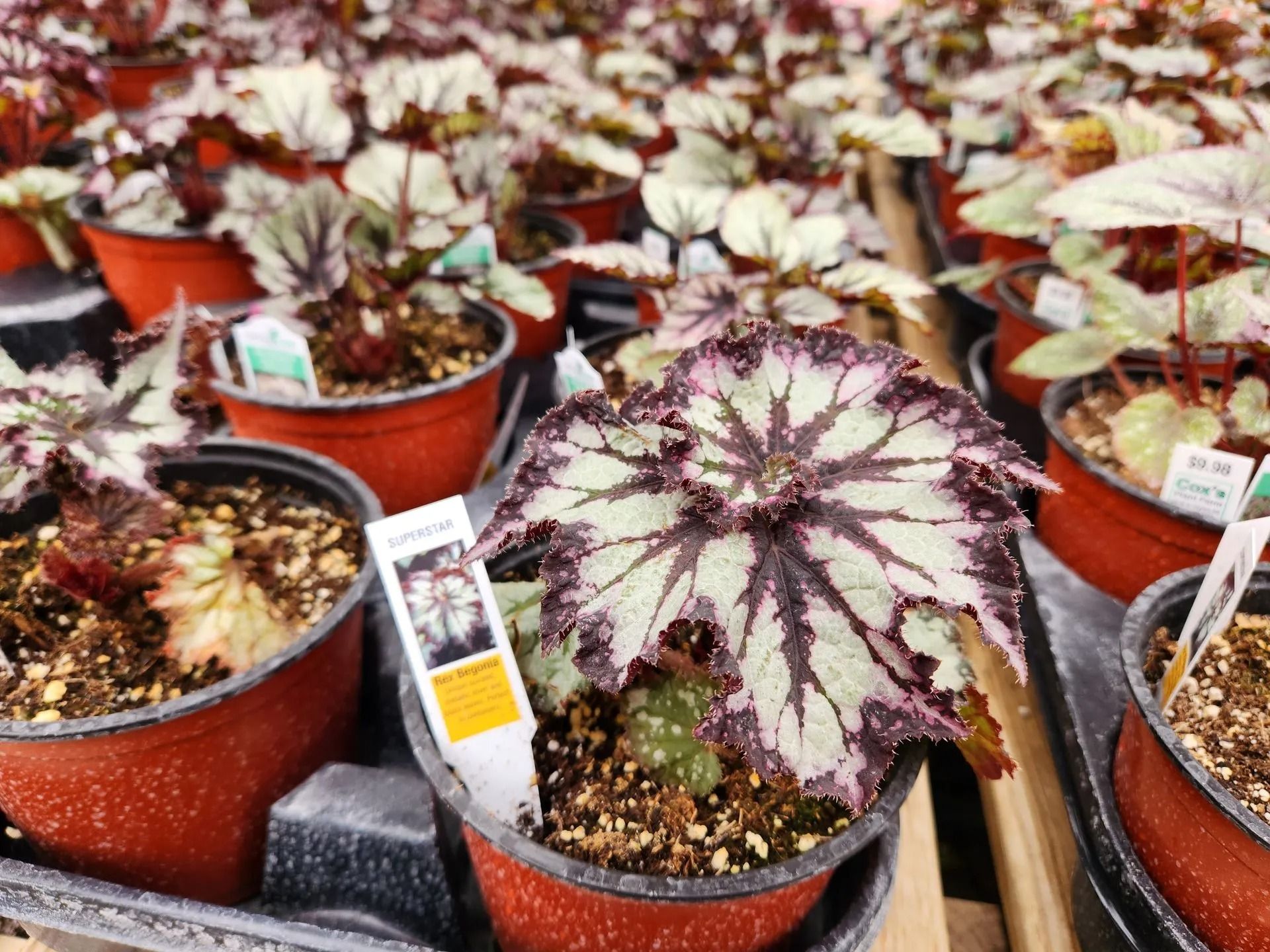 Begonia plants in pots, with patterned leaves, are on display at a nursery.
