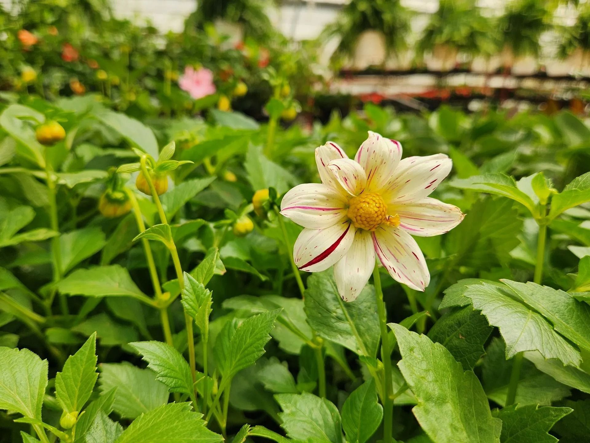 Cream and red striped dahlia blooms surrounded by green leaves in a greenhouse.
