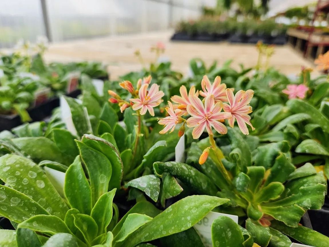 Close-up of orange-pink flowered succulent plants in a greenhouse, surrounded by green foliage.