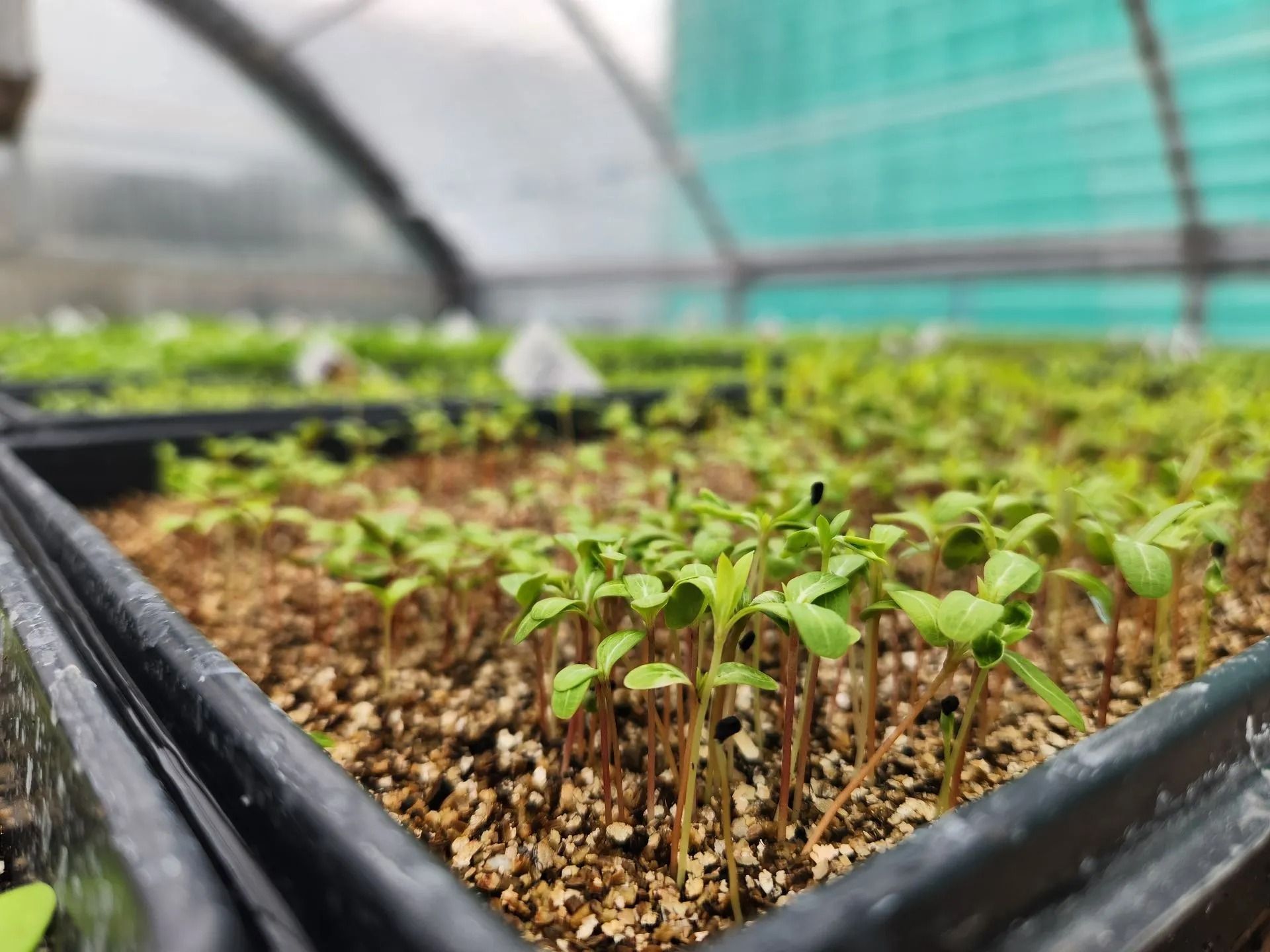 Rows of colorful coleus plants for sale in a greenhouse.