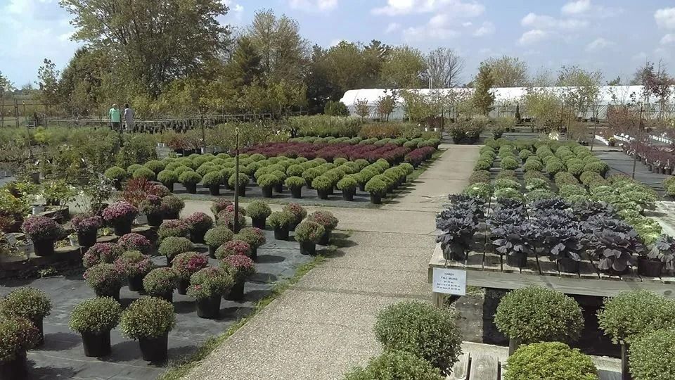 Nursery with rows of potted plants and trees, pathways. Green, red, and purple foliage under a bright sky.