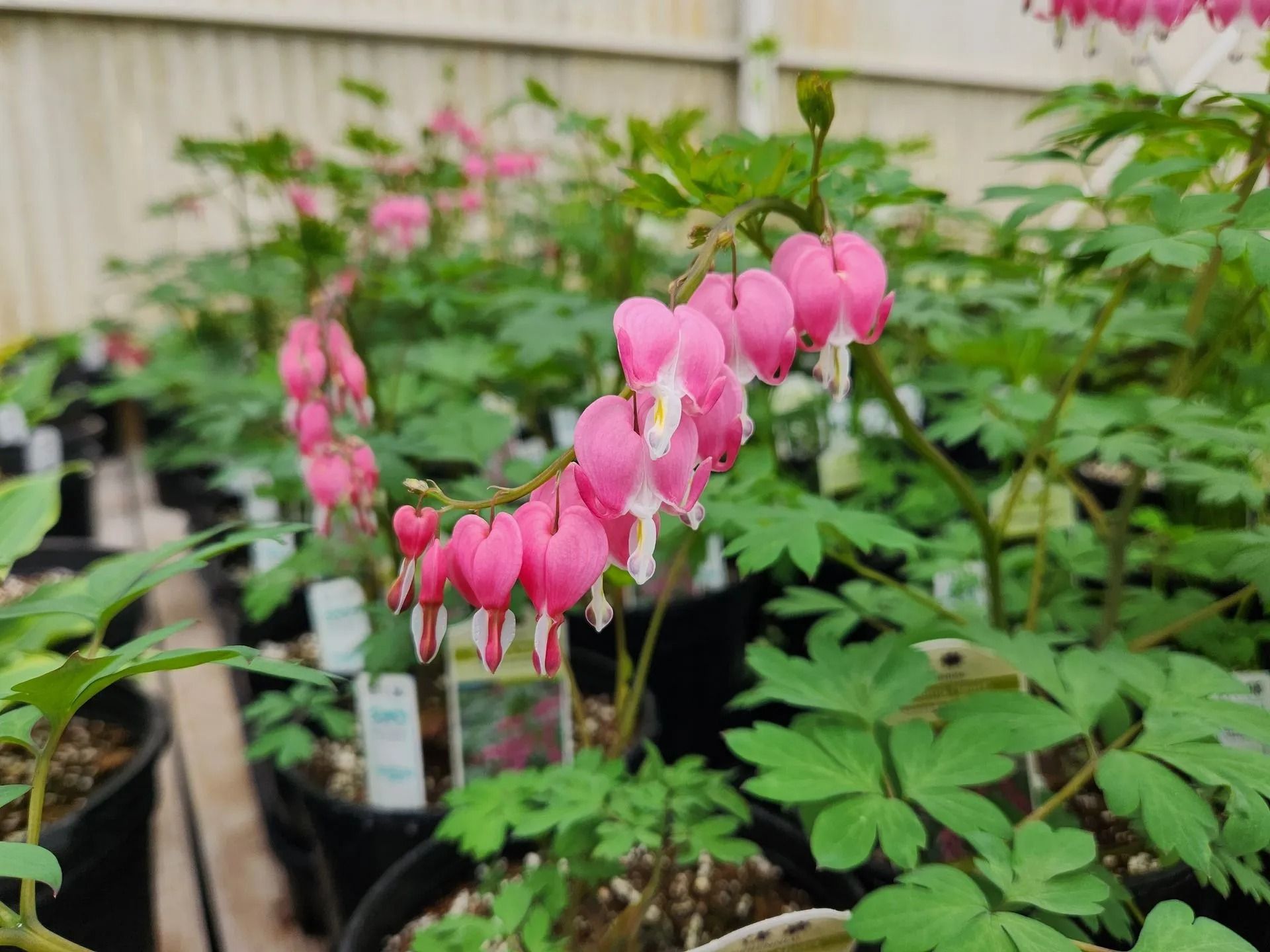 Pink bleeding heart flowers in full bloom; potted plants in a greenhouse.