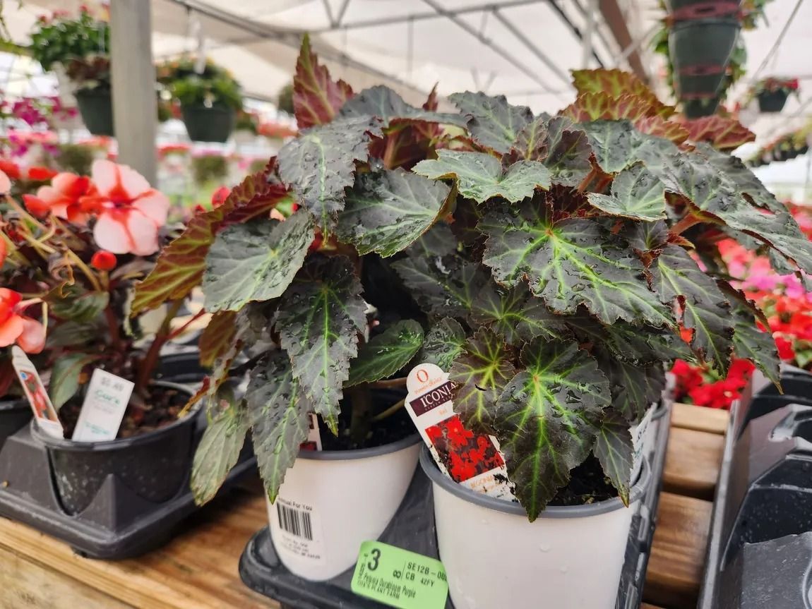 Dark green and burgundy begonia plant in a white pot, with a price tag, at a garden center.