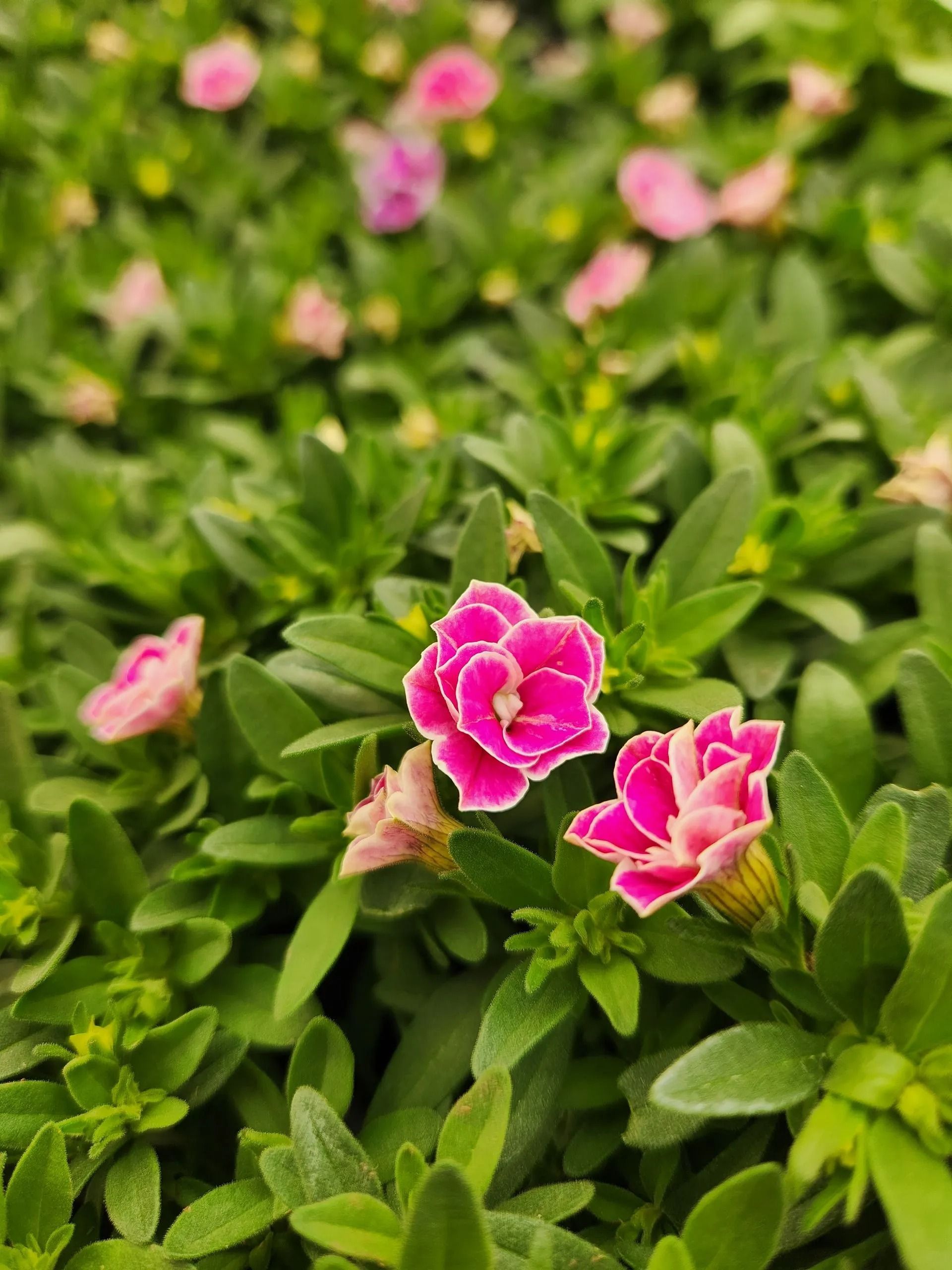 Pink and magenta flowers with white edges bloom amidst green foliage.