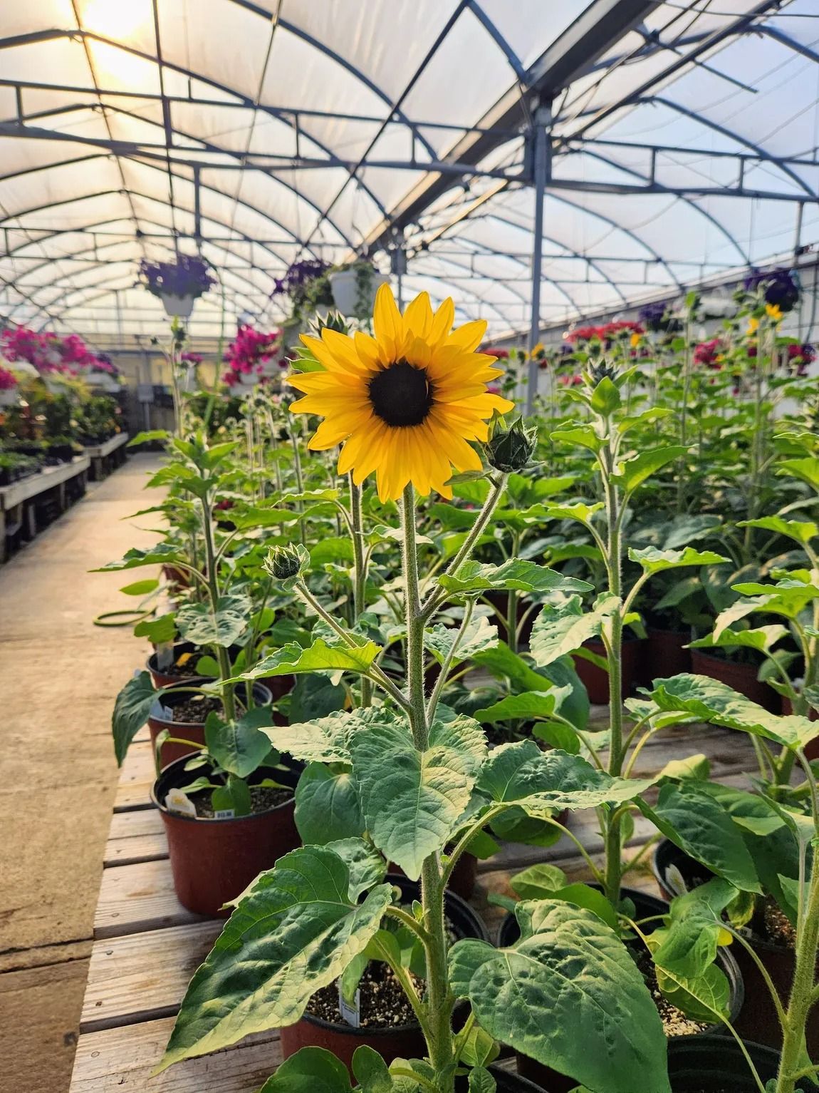 Sunflower in greenhouse, surrounded by plants. Yellow petals, dark center, sunlight.