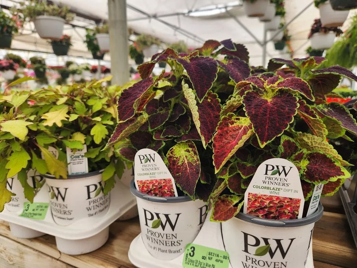 Coleus plants with colorful leaves in white pots, for sale at a garden center.