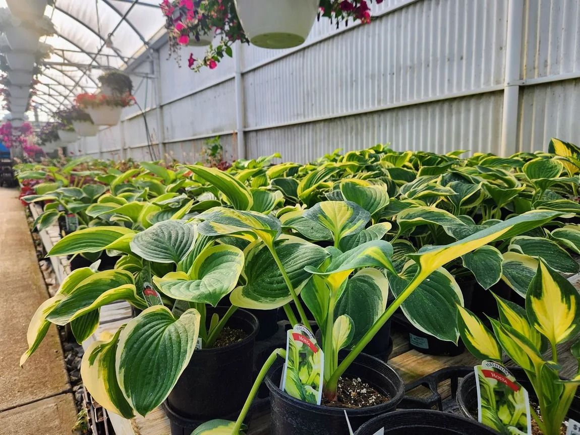 Rows of potted hosta plants with green and yellow leaves inside a greenhouse.