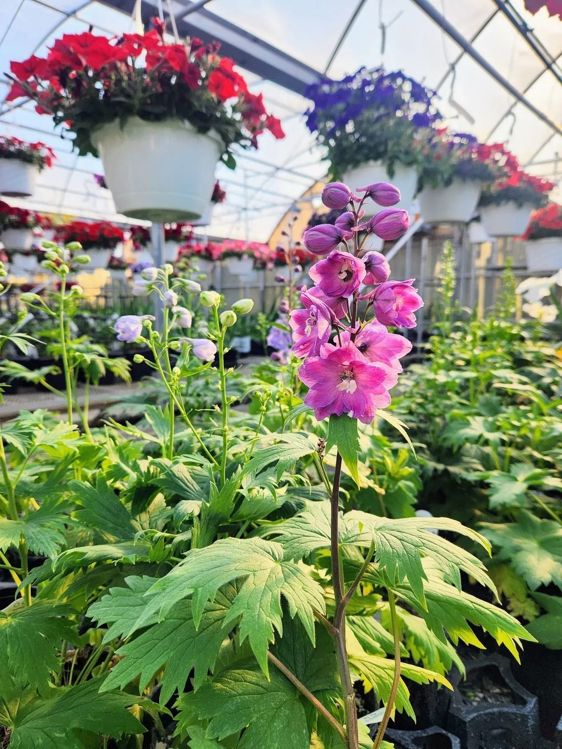 Pink delphinium flower in a greenhouse, with hanging red and blue flowering baskets in the background.