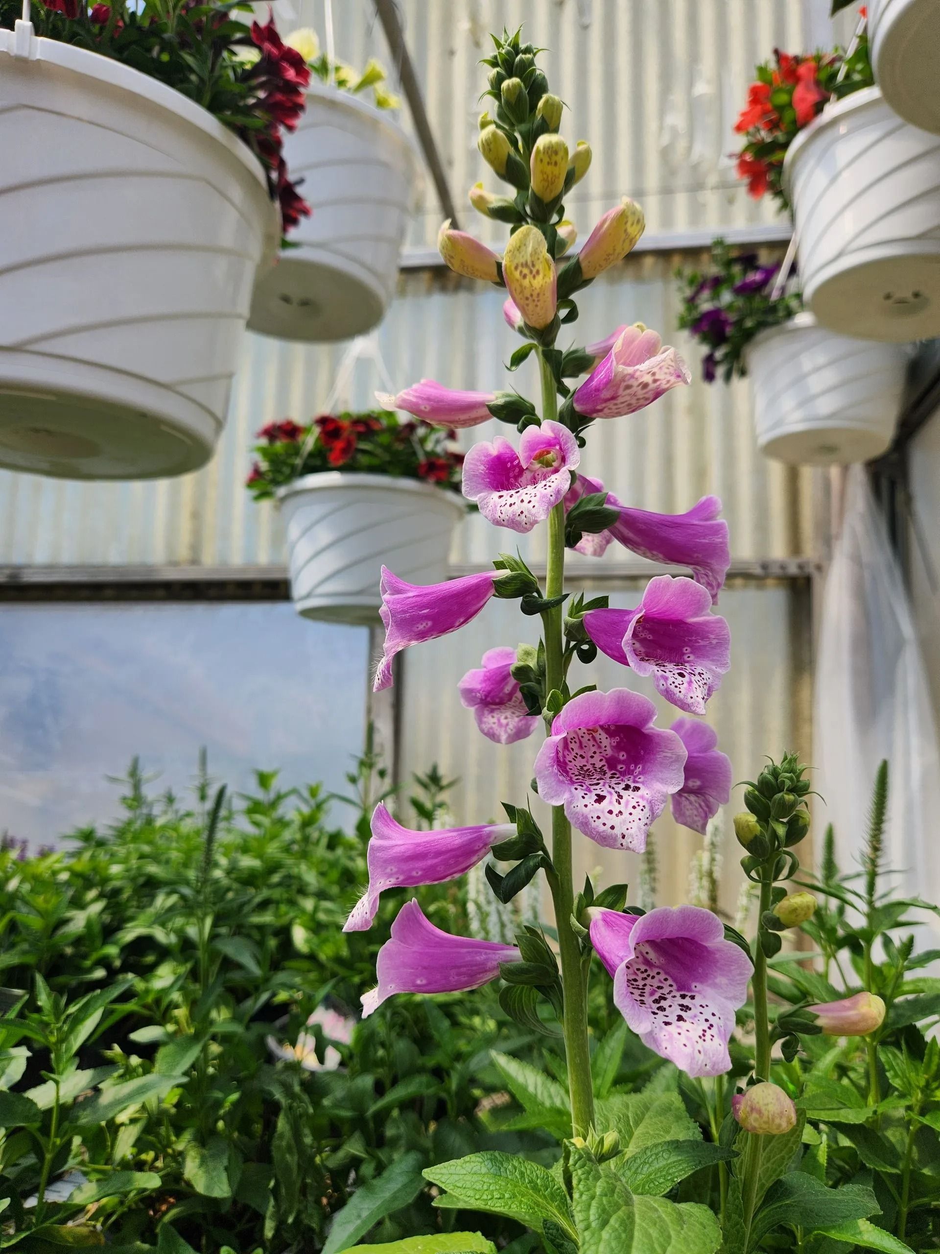Pink foxglove flowers with purple spots growing in a garden, surrounded by hanging flower baskets.