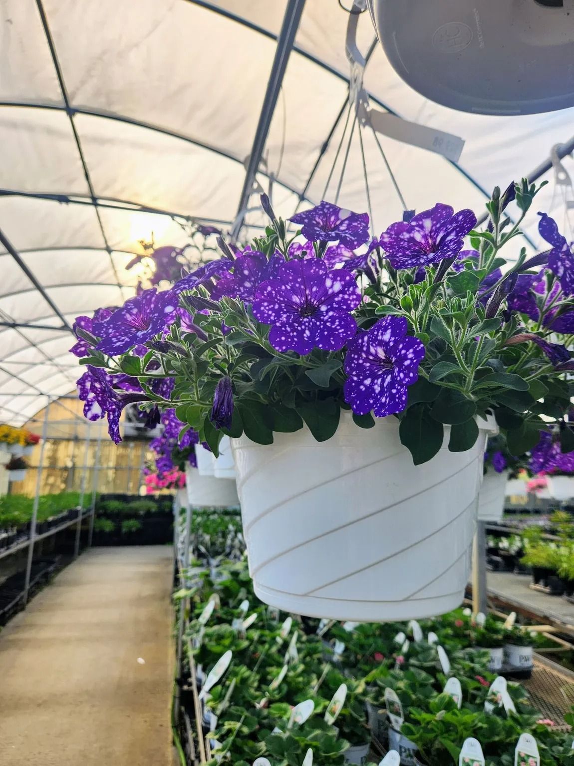 Purple and white speckled flowers in a hanging white pot inside a greenhouse.