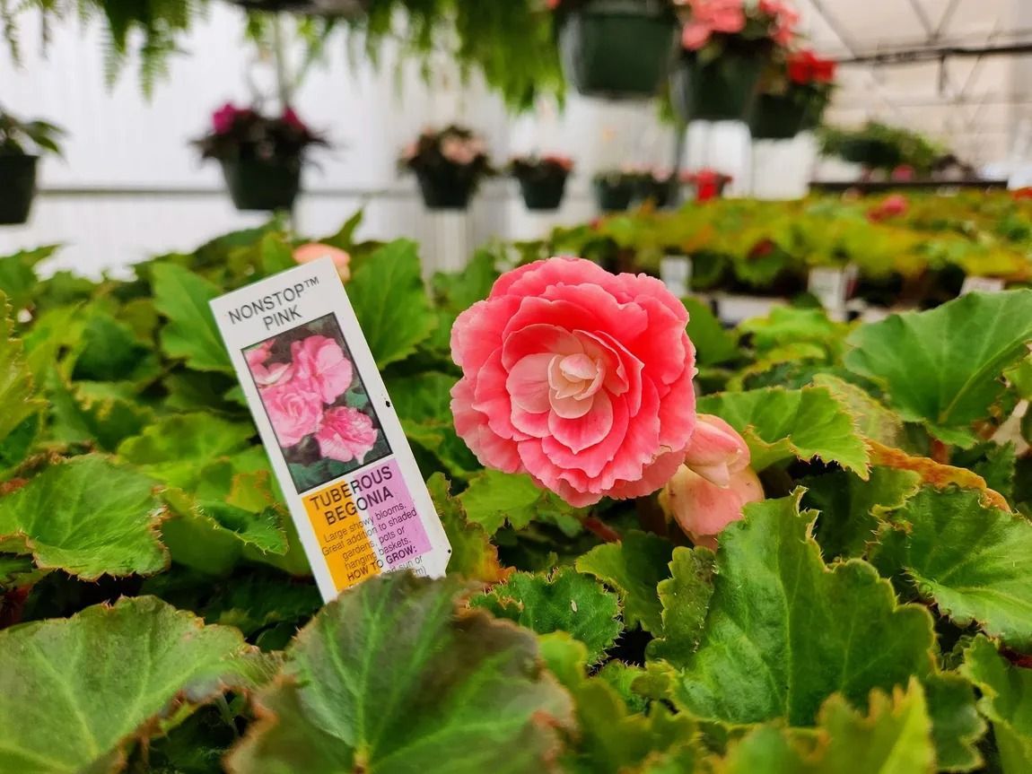 Pink begonia flower in focus, surrounded by green leaves, with a plant tag and blurred background of other plants.