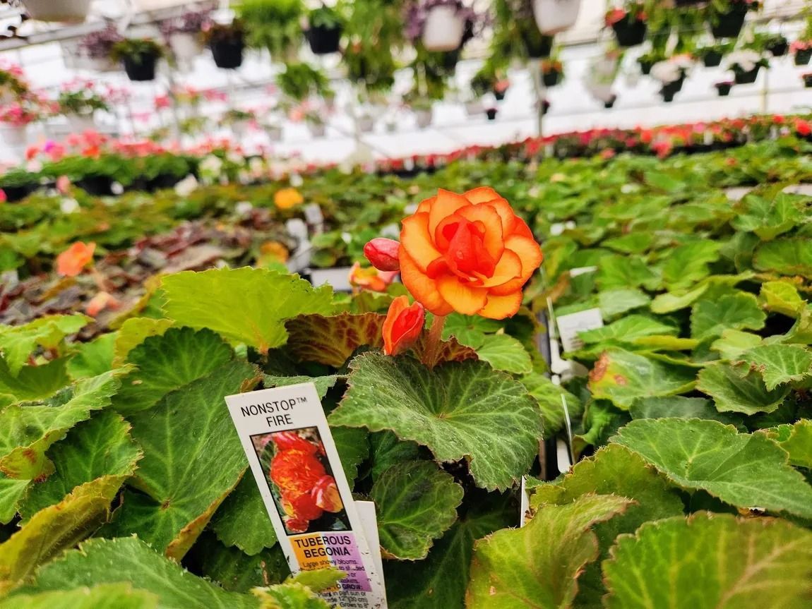 Orange flower in a greenhouse full of plants; tags in foreground, hanging plants in background.