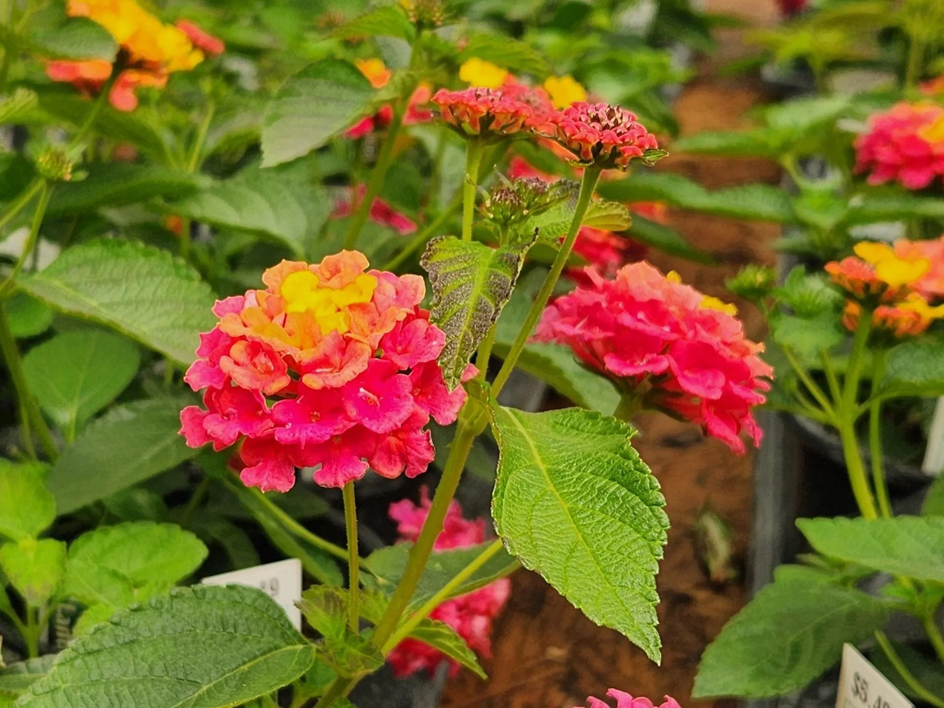Red, orange, and yellow lantana flowers blooming, with green leaves, in a garden setting.