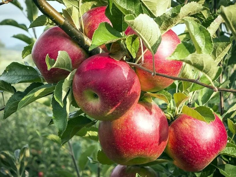 Red apples hanging on a tree branch with green leaves; outdoor setting.